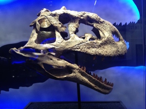Majungasaurus crenatissimus. Photo by the author, 2015. 