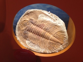 A trilobite also makes an appearance. Photo by the author, 2015.