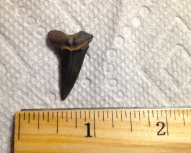 Scapanorhynchus texanus lateral tooth. Photo by the author, 2015. 