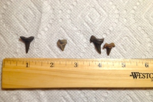 The teeth of other sharks which Scapanorhynchus texanus coexisted with at Ramanessin Brook. Photo by the author, 2015. 