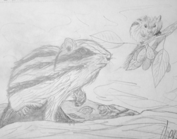 An Eastern Chipmunk foraging for Walnuts (Juglans sp.) stops to ponder at its larger relative, the noblest chipmunk Tamias aristus. Illustration by the author. Pencils on paper, 2015. 