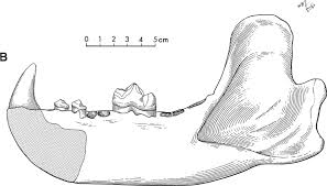 Left mandibular ramus of Pliocyon robustus. From Berta & Galiano (1984). 
